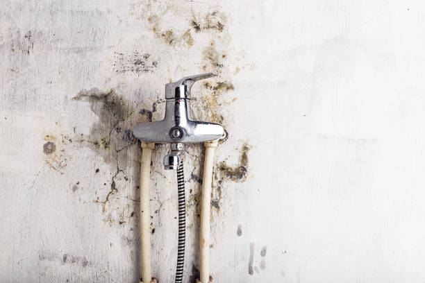 Best Office Mold Removal Services  in Holiday Heights, NJ