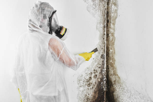 Best Certified Mold Removal  in Holiday Heights, NJ