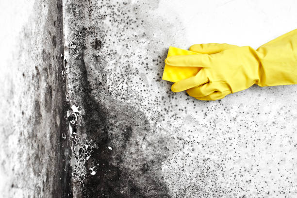 Best Certified Mold Removal  in Holiday Heights, NJ