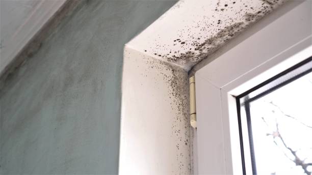 Best Mold Removal Specialists  in Holiday Heights, NJ