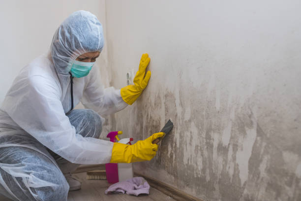 Best Mold Cleaning Services  in Holiday Heights, NJ