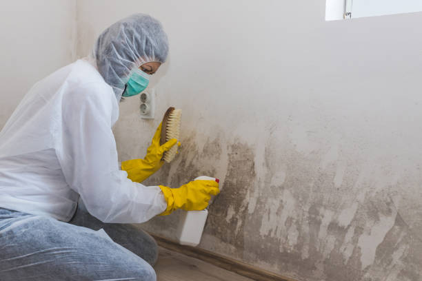 Best Emergency Mold Removal  in Holiday Heights, NJ