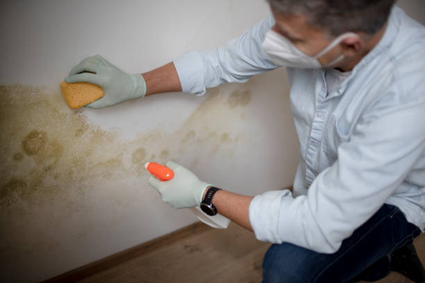 Best Attic Mold Removal  in Holiday Heights, NJ