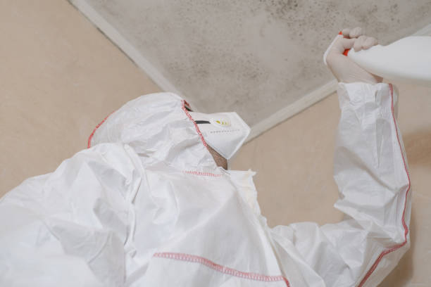 Best Mold Removal Company Near Me  in Holiday Heights, NJ