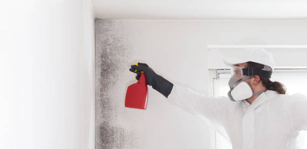 Best Mold Removal Near Me  in Holiday Heights, NJ