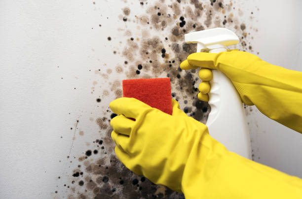 Best Home Mold Removal  in Holiday Heights, NJ