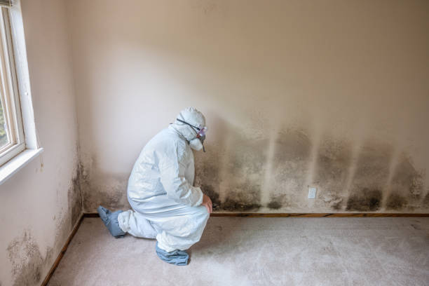 Best Crawl Space Mold Removal  in Holiday Heights, NJ