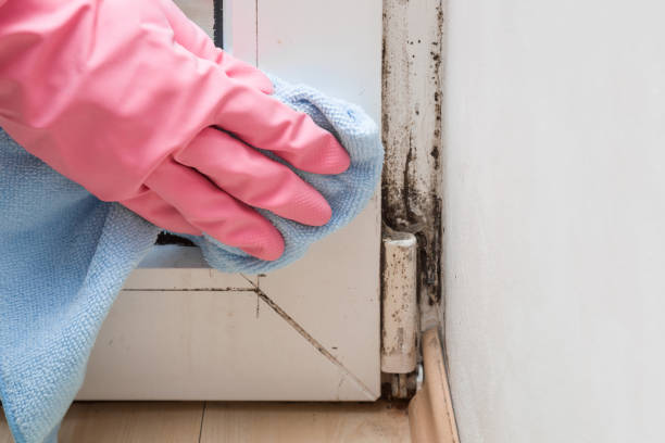 Best Mold Removal Near Me  in Holiday Heights, NJ